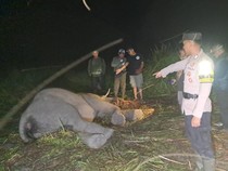 Anak Gajah Sumatera Ditemukan Mati di Way Kambas, Perutnya Dipenuhi Cacing