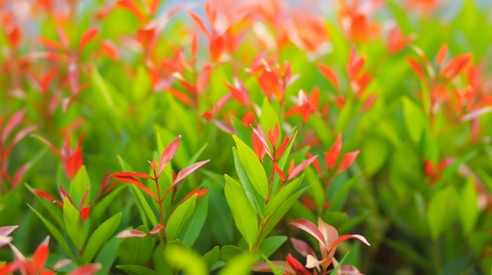 Daun pucuk merah.