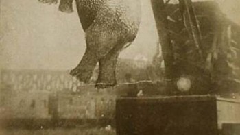 Selama bertahun-tahun, gajah Big Mary bekerja untuk sirkus keliling Sparks World Famous Shows, di mana dia menghibur orang-orang dari pantai ke pantai. Itu semua terhenti pada tahun 1916, ketika kota Erwin, Tennessee menangkap Mary karena membunuh seorang pelatih yang memukulnya dengan kail. Mereka kemudian menggantungnya dari derek di depan kerumunan penonton Foto: Allthatinteresting