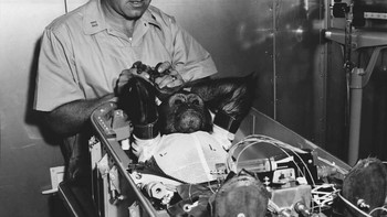 Simpanse Enos berbaring di sofa pertarungannya sebelum dimasukkan ke dalam kapsul luar angkasa Mercury-Atlas 5 NASA, di mana dia akan menjadi primata pertama yang mengorbit Bumi pada 29 November 1961. Foto: Allthatinteresting