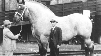 Salah satu kuda terbesar dalam sejarah, Brooklyn Supreme memiliki tinggi lebih dari 2 meter dan berat 1,6 ton selama tahun 1930-an Foto: Allthatinteresting