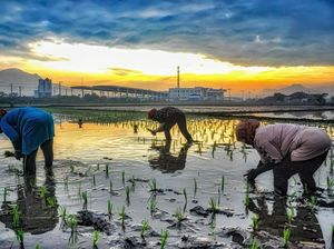 Cari Prodi Bidang Pertanian untuk SNBP 2025? Cek Daftarnya Versi Bappenas Ini Yuk!