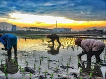 Inovasi Pertanian Berkelanjutan Kunci Ketahanan Pangan di Era Perubahan Iklim