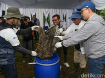 Limbah Organik Bisa Diolah Jadi Pupuk, Nih Caranya