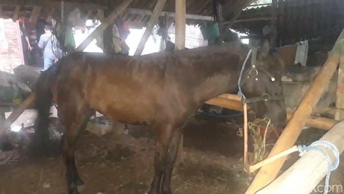Kuda yang menarik bendi wisata yang melaju di jalan Merapi Boyolali, Senin (2/12) dini hari lalu, yang disebutkan tanpa kusir.