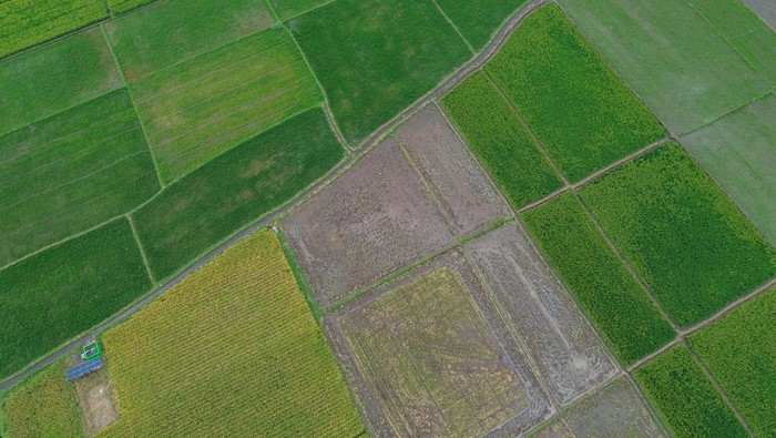Lahan Pertanian di Lumajang Pakai Pompa Air Tenaga Surya Foto udara irigasi lahan pertanian padi yang dialiri pompa air tenaga surya di Desa Labruk Kidul, Lumajang, Jawa Timur, Kamis (5/12/2024). Pompa air tenaga surya yang per unit dapat mengairi 10 hektar lahan pertanian tersebut merupakan bantuan dari Kementerian Pertanian dengan total 94 unit di sembilan kecamatan sebagai upaya peningkatan produktivitas pertanian di wilayah itu. ANTARA FOTO/Irfan Sumanjaya/rwa.