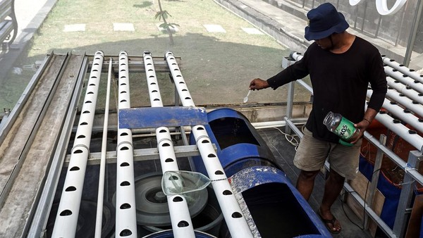 Memanfaatkan Bantaran Sungai Jadi Tempat Budi Daya Lele