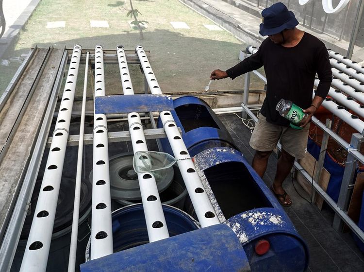 Memanfaatkan Bantaran Sungai Jadi Tempat Budi Daya Lele