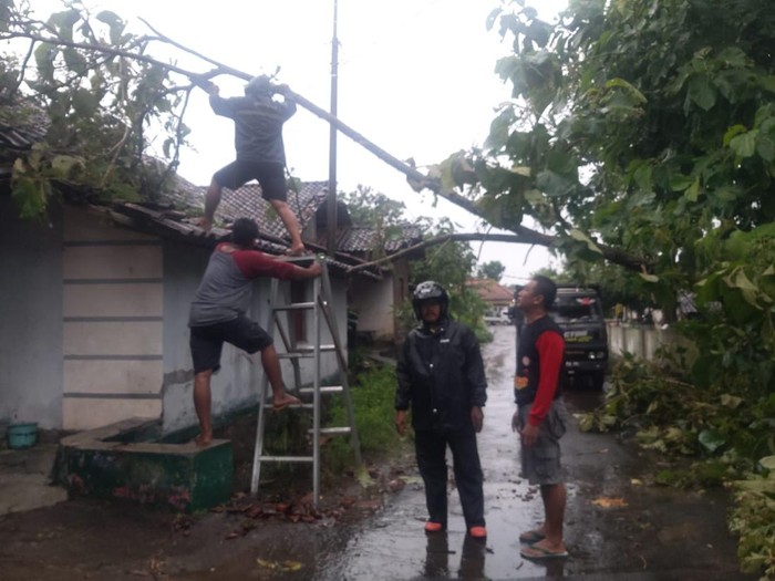 Pohon tumbang di Desa Jogoprayan, Kecamatan Gantiwarno, Kabupaten Klaten seusai diterjang angin lisus, Kamis (5/12/2024) sore.