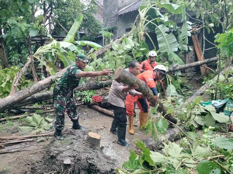 Pohon tumbang di Desa Jogoprayan, Kecamatan Gantiwarno, Kabupaten Klaten seusai diterjang angin lisus, Kamis (5/12/2024) sore.