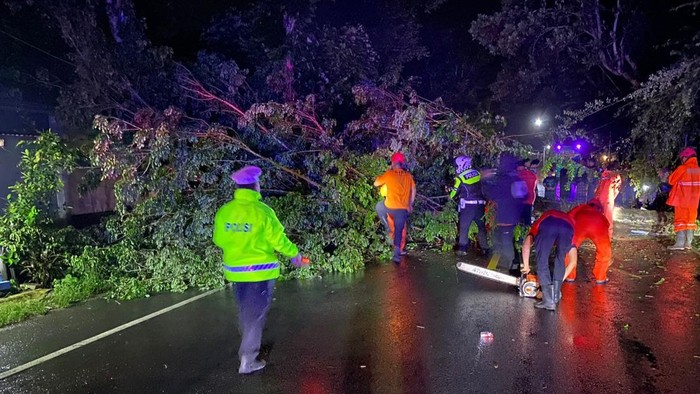 Pohon tumbang di trenggalek timpa pemotor