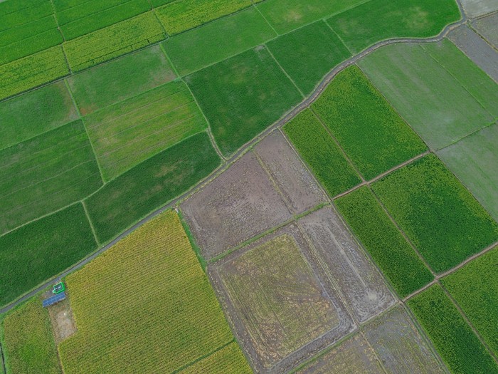 Foto udara irigasi lahan pertanian padi yang dialiri pompa air tenaga surya di Desa Labruk Kidul, Lumajang, Jawa Timur, Kamis (5/12/2024). Pompa air tenaga surya yang per unit dapat mengairi 10 hektar lahan pertanian tersebut merupakan bantuan dari Kementerian Pertanian dengan total 94 unit di sembilan kecamatan sebagai upaya peningkatan produktivitas pertanian di wilayah itu. ANTARA FOTO/Irfan Sumanjaya/rwa.