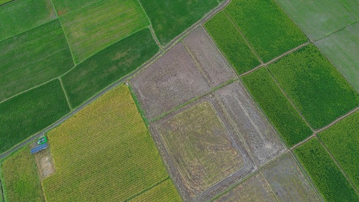 Foto udara irigasi lahan pertanian padi yang dialiri pompa air tenaga surya di Desa Labruk Kidul, Lumajang, Jawa Timur, Kamis (5/12/2024). Pompa air tenaga surya yang per unit dapat mengairi 10 hektar lahan pertanian tersebut merupakan bantuan dari Kementerian Pertanian dengan total 94 unit di sembilan kecamatan sebagai upaya peningkatan produktivitas pertanian di wilayah itu. ANTARA FOTO/Irfan Sumanjaya/rwa.