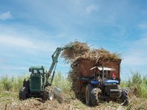 Holding BUMN Pangan Fokus Geber Produksi Gula Tahun Depan