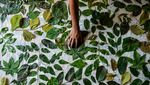 Potret Pembuatan Kain Ecoprint yang Dijual Rp 175 Ribu-Rp 250 Ribu
