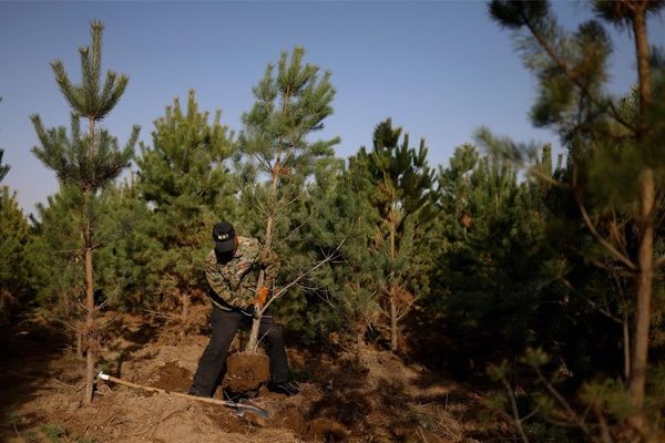 Seorang pekerja mengangkat pohon dari tanah di kawasan hutan komersial milik Toudunying.