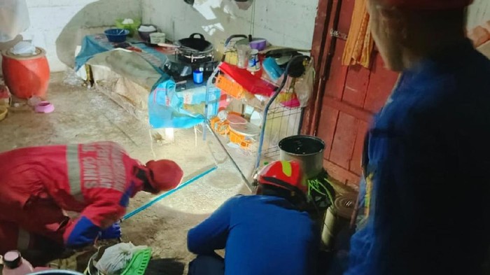 Ular king kobra 4 meter berhasil dievakuasi petugas Damkar Pos WMK Kawali Ciamis.