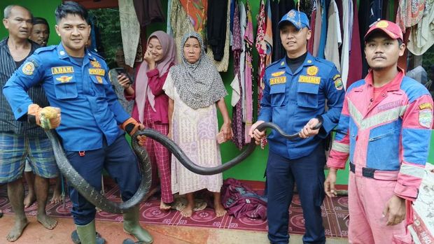 Ular king kobra 4 meter berhasil dievakuasi petugas Damkar Pos WMK Kawali Ciamis.