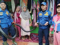 Hendak Masak, Esih Menjerit Lihat King Cobra 4 Meter di Dapurnya