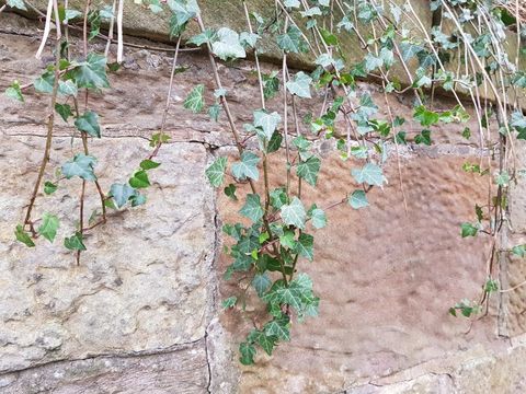 Ivy stems branches hanging down from an old stone wall, Glasgow Scotland England UK