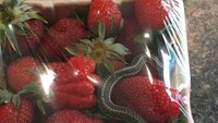 Membeli strawberry segar di supermarket tak menjamin kualitas buahnya. Buktinya ada pelanggan yang menemukan ular di dalam kemasan strawberry segarnya. Foto: Bored Panda