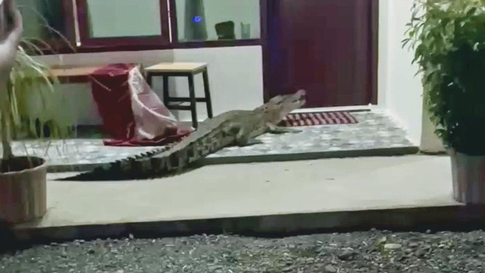 Buaya muncul di depan kamar penginapan di Mamuju Tengah.