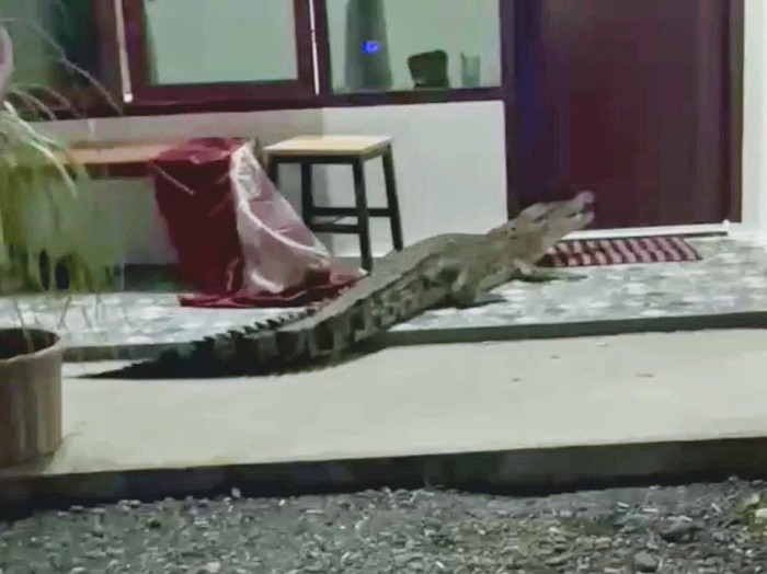 Buaya muncul di depan kamar penginapan di Mamuju Tengah.