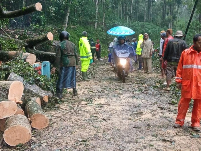 Evakuasi pohon beringin yang tumbang di Malang