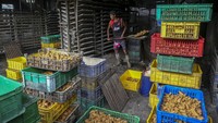 Sementara impor kedelai berpotensi akan terus meningkat pada 2025 seiring program makan bergizi gratis yang mulai bergulir. 