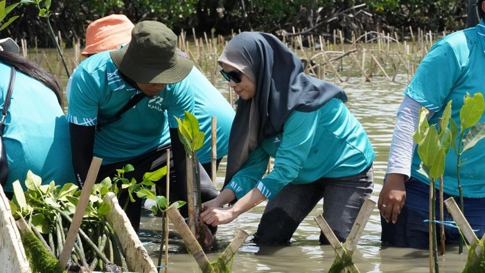 Kalla melaksanakan penanaman ribuan bibit pohon mangrove di kawasan pesisir Kelurahan Tekolabbua, Kecamatan Pangkajene, Kabupaten Pangkep, Sulsel.