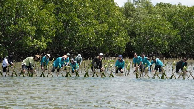 Kalla melaksanakan penanaman ribuan bibit pohon mangrove di kawasan pesisir Kelurahan Tekolabbua, Kecamatan Pangkajene, Kabupaten Pangkep, Sulsel.