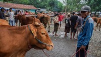 Balai Besar Veteriner (BBVet) Wates Kementerian Pertanian melakukan penyelidikan epidemiologi sebagai tindak lanjut atas temuan kasus penyakit mulut dan kuku (PMK) mencapai 148 ekor pada sapi sejak Januari-November 2024.