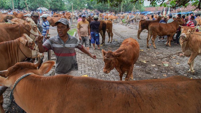 Peternak memajang sapi pedaging miliknya untuk dijual di Pasar Hewan, Lumajang, Jawa Timur, Jumat (6/12/2024). Balai Besar Veteriner (BBVet) Wates Kementerian Pertanian melakukan penyelidikan epidemiologi sebagai tindak lanjut atas temuan kasus penyakit mulut dan kuku (PMK) mencapai 148 ekor pada sapi sejak Januari-November 2024 untuk memastikan kasus itiu dan mengidentifikasi penyebab serta dampaknya terhadap populasi ternak di wilayah tersebut. ANTARA FOTO/Irfan Sumanjaya/nym.