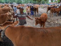Kementan Selidiki Kasus PMK di Lumajang