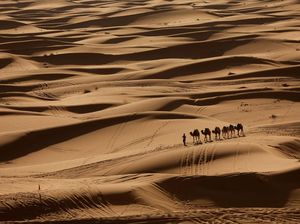 Video: Tanam Pohon di Gurun Sahara Demi Cuan, Memang Bisa?