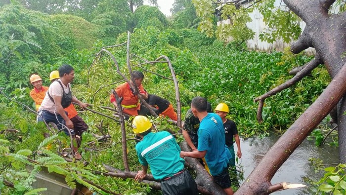 Petugas mengevakuasi pohon tumbang di Makassar.