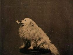 Foto Bersejarah dan Cerita di Baliknya, Bikin Terenyuh