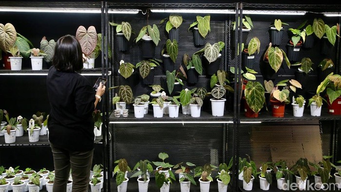 Tanaman Hias Lokal hingga Mancanegara Dipamerkan di ICE BSD Pengunjung melihat tanaman hias di Pameran Floriculture Indonesia International (FLOII) Expo 2024 di Hall 3, ICE BSD City, Tangerang, Jumat (6/12/2024). Sebagai pameran tanaman hias berskala internasional terbesar di Indonesia, FLOII Expo 2024 berlangsung pada 5 sampai 8 Desember 2024 mendatang.
