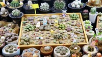 Berbagai jenis tanaman hias dipamerkan selama empat hari pada 5-8 Desember 2024.  