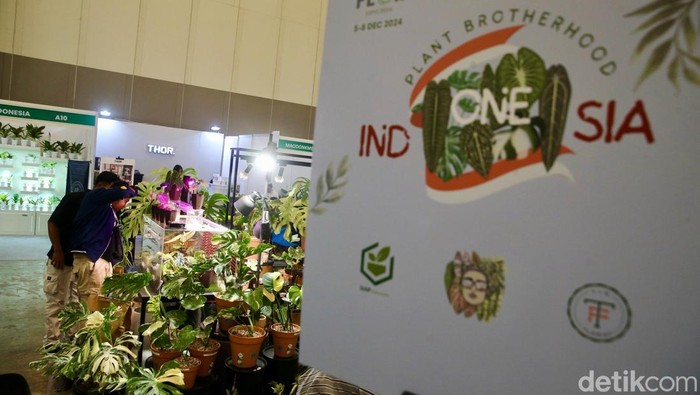 Pengunjung melihat tanaman hias di Pameran Floriculture Indonesia International (FLOII) Expo 2024  di Hall 3, ICE BSD City, Tangerang, Jumat (6/12/2024). Sebagai pameran tanaman hias berskala internasional terbesar di Indonesia, FLOII Expo 2024 berlangsung pada 5 sampai 8 Desember 2024 mendatang.