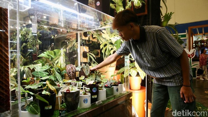 Tanaman Hias Lokal hingga Mancanegara Dipamerkan di ICE BSD Pengunjung melihat tanaman hias di Pameran Floriculture Indonesia International (FLOII) Expo 2024 di Hall 3, ICE BSD City, Tangerang, Jumat (6/12/2024). Sebagai pameran tanaman hias berskala internasional terbesar di Indonesia, FLOII Expo 2024 berlangsung pada 5 sampai 8 Desember 2024 mendatang.