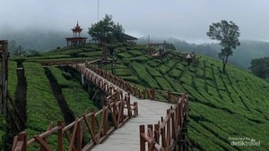 Sky Bridge, Spot Menikmati Indahnya Hamparan Kebun Teh di Pangalengan