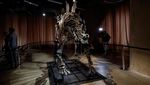 Penampakan Fosil Stegosaurus, Penemuan Langka di Museum AS
