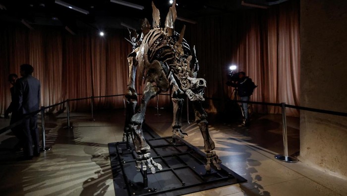 Penampakan Fosil Stegosaurus, Penemuan Langka di Museum AS Children stand next to a Stegosaurus fossil nicknamed Apex, that is unveiled to the media at the American Museum of Natural History, in New York City, U.S., December 5, 2024. REUTERS/Shannon Stapleton