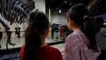 Penampakan Fosil Stegosaurus, Penemuan Langka di Museum AS