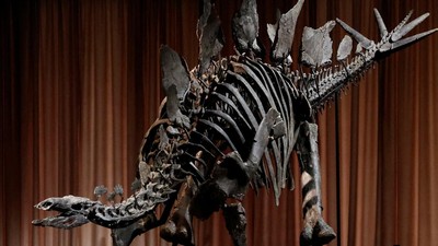 Penampakan Fosil Stegosaurus, Penemuan Langka di Museum AS