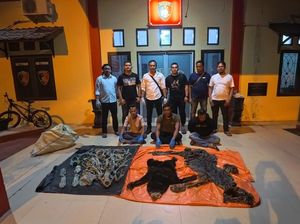Jual Kulit Harimau dan Beruang Madu, 3 Perangkat Desa di Aceh Ditangkap