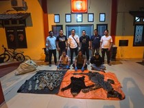 Jual Kulit Harimau dan Beruang Madu, 3 Perangkat Desa di Aceh Ditangkap