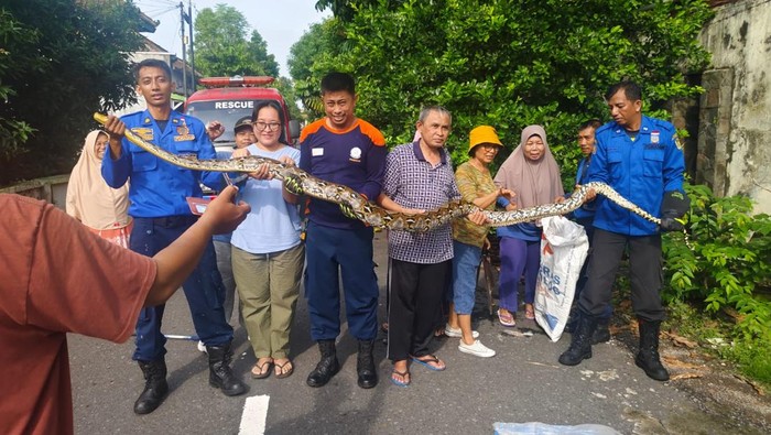 Petugas Damkar Kota Jogja mengevakuasi ular sanca kembang sepanjang 4 meter dari semak pohon warga di Klitren, Gondokusuman, Kota Jogja, Minggu (8/12/2024).