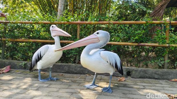 Hewan yang ada di Rahmat Zoo and Park. (Foto: Ahmad Arfah/detikSumut).